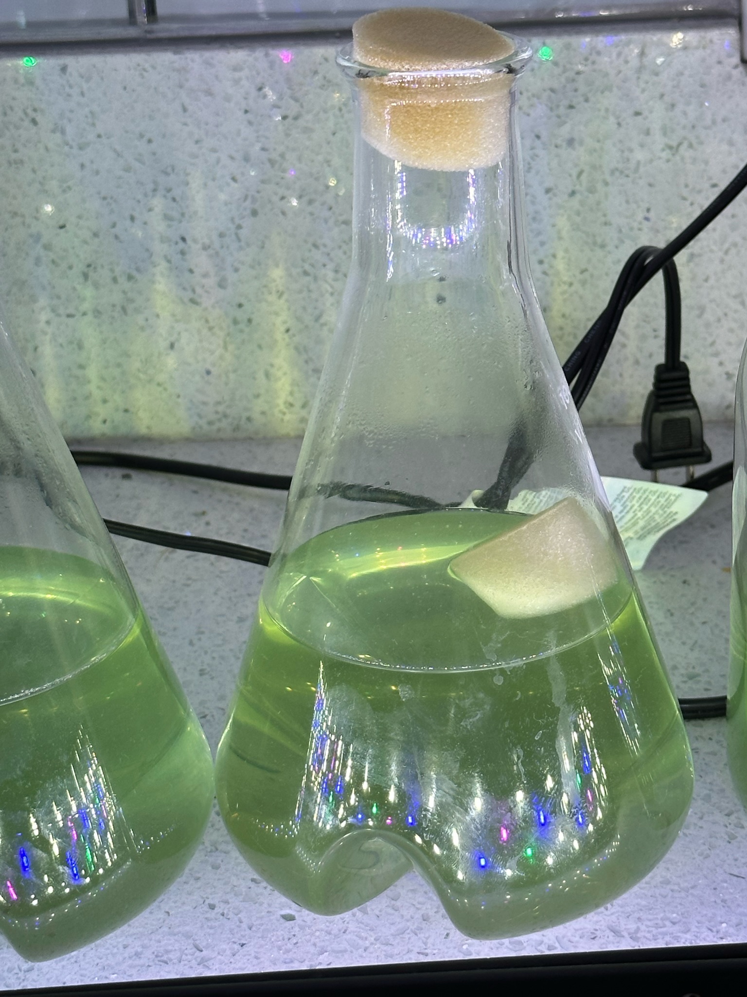 Algae Up Close